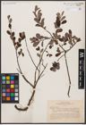 Foto von Salix aurita L.